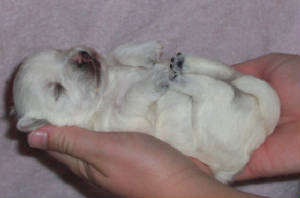 westieonback.jpg
